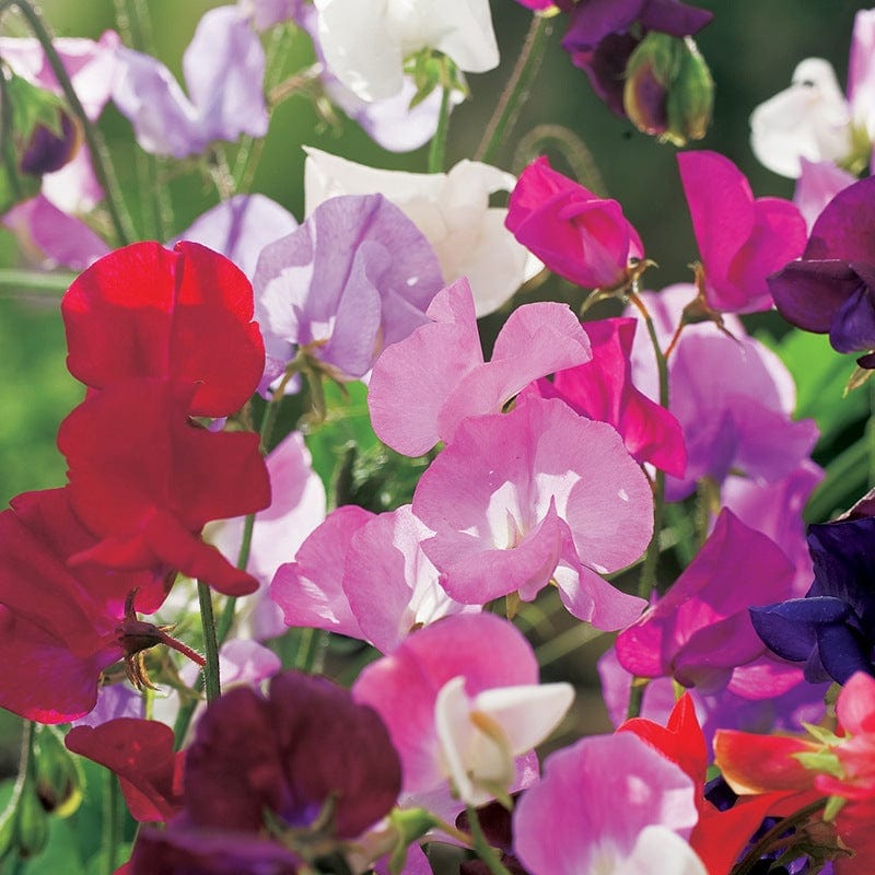 dt-brown FLOWER SEEDS Sweet Pea (Tall) Spencer Mixture Flower Seeds