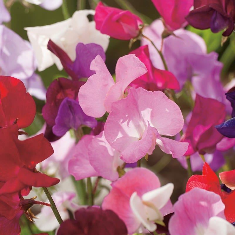 dt-brown FLOWER SEEDS Sweet Pea (Tall) Spencer Mixture Flower Seeds