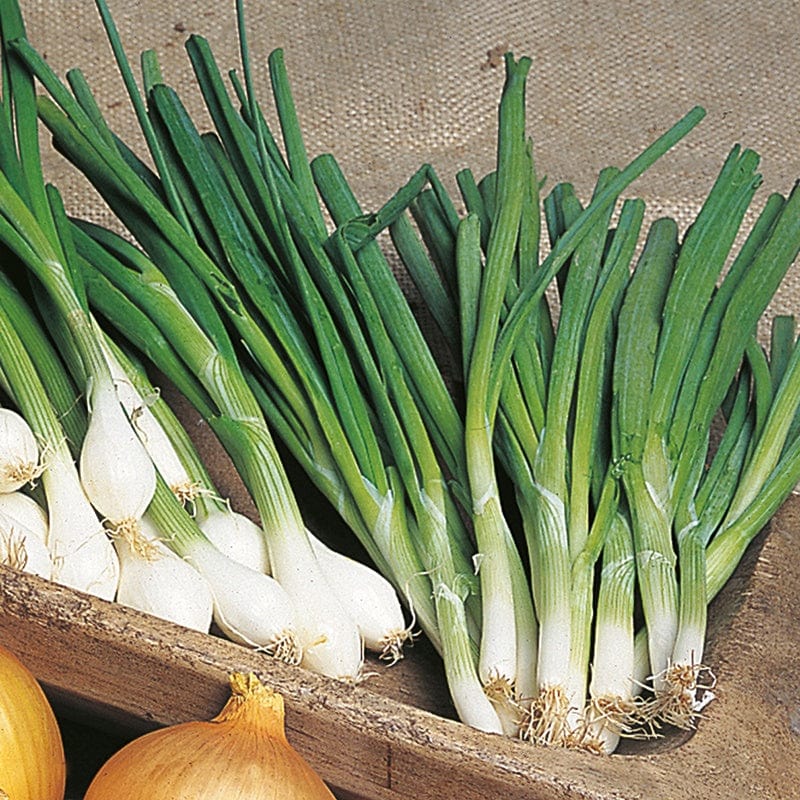 dt-brown VEGETABLE SEEDS Organic Onion (Spring) White Lisbon AGM Seeds