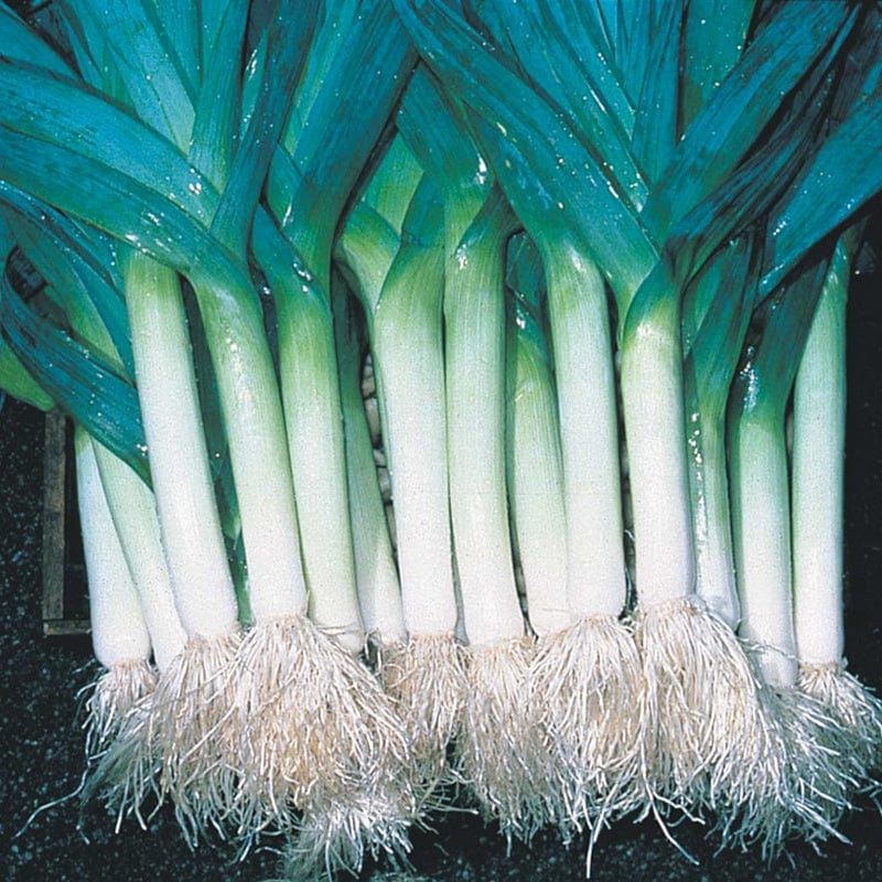 dt-brown VEGETABLE SEEDS Leek Longbow AGM Seeds