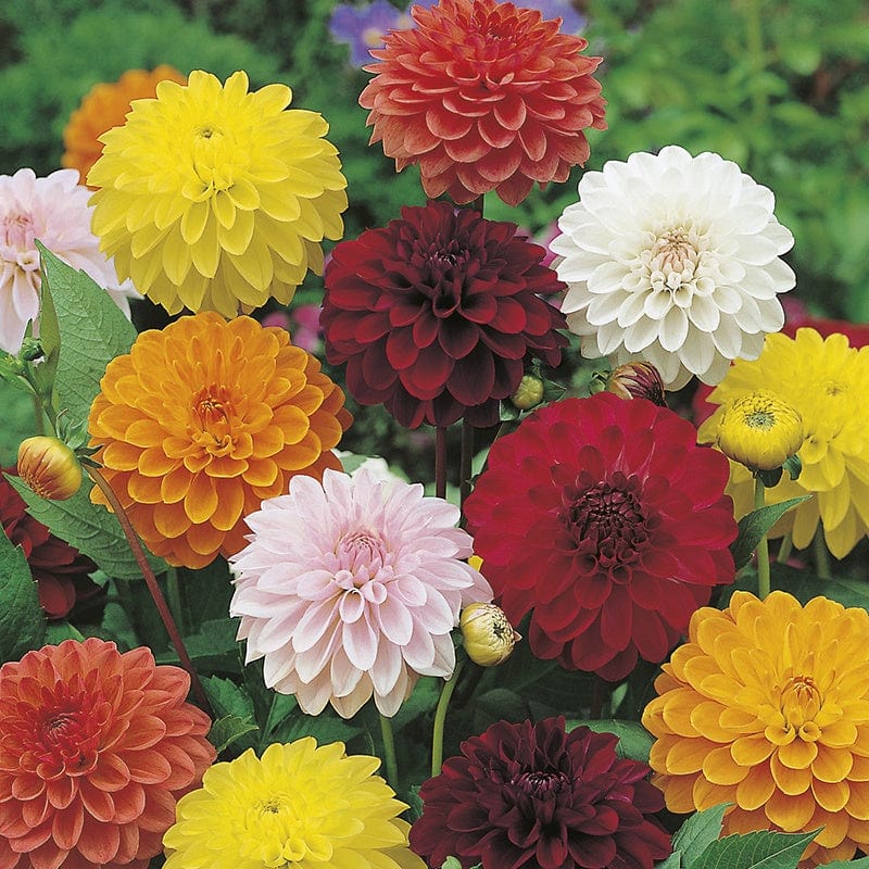 dt-brown FLOWER SEEDS Dahlia Showtime Mixed Flower Seeds