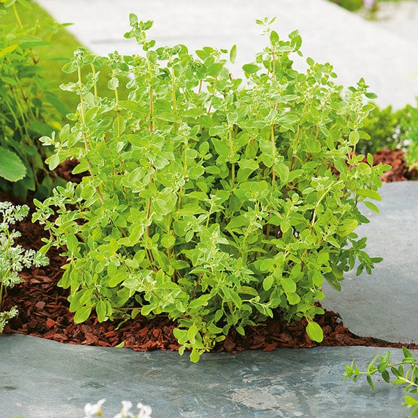 dt-brown VEGETABLE SEEDS Marjoram Sweet Herb Seeds