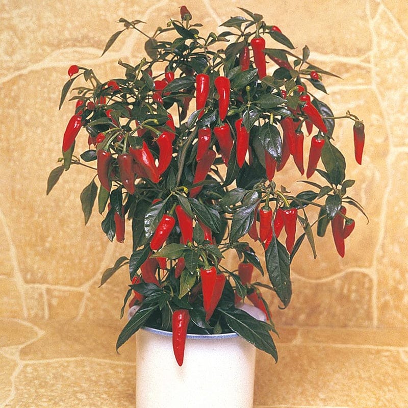 dt-brown VEGETABLE PLANTS Chilli Pepper Apache F1 AGM Plants