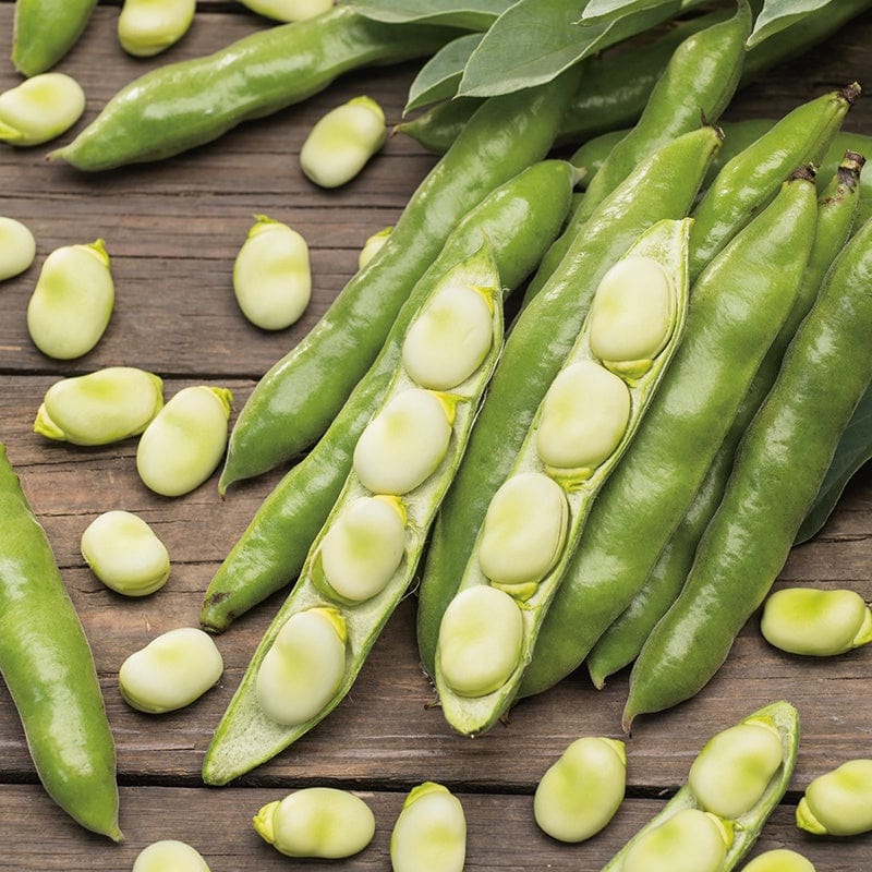 dt-brown VEGETABLE SEEDS Broad Bean The Sutton AGM Seeds