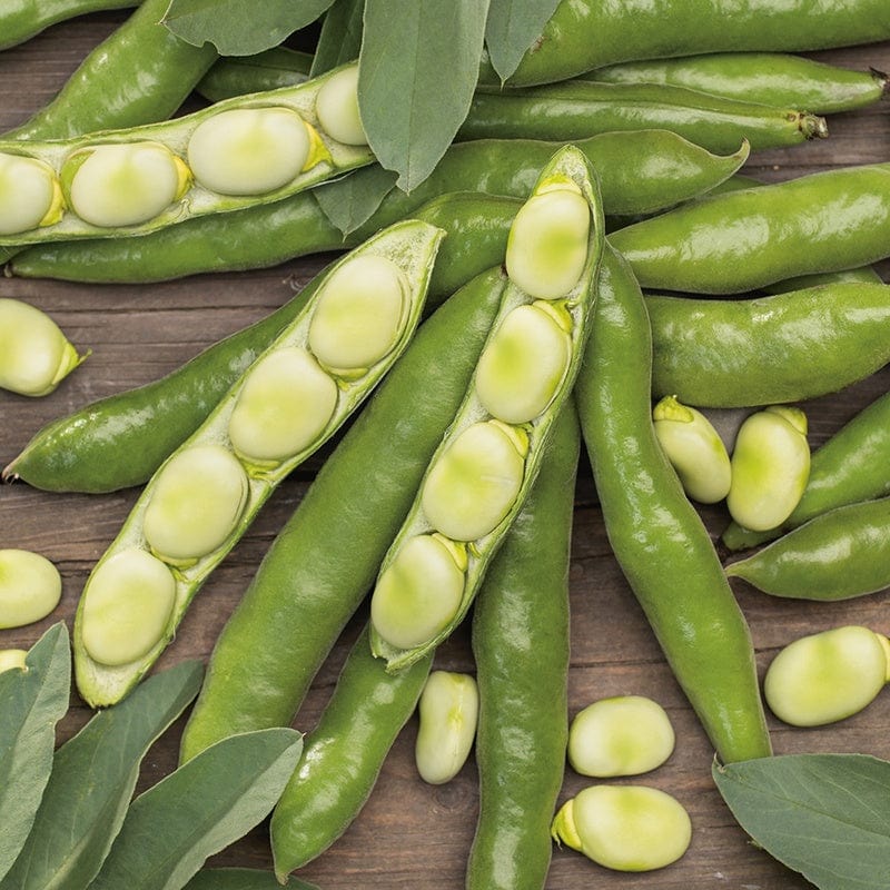 dt-brown VEGETABLE SEEDS Broad Bean The Sutton AGM Seeds