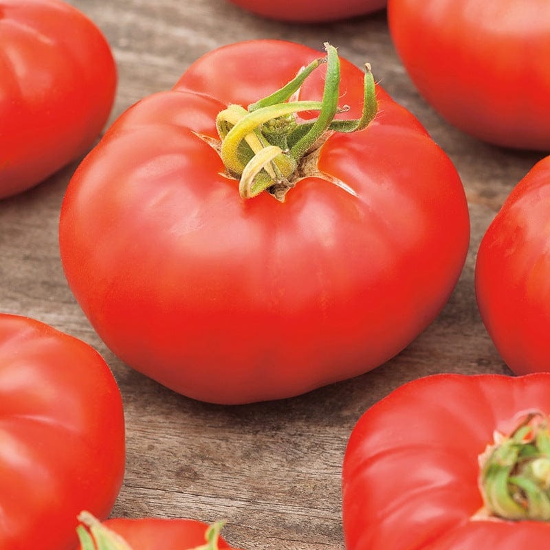 dt-brown VEGETABLE PLANTS 3 x 9cm Potted Plants (LATE) Tomato Marmande AGM (Beefsteak) Veg Plants