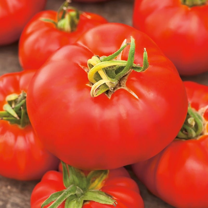 dt-brown VEGETABLE SEEDS Tomato Marmande AGM Seeds