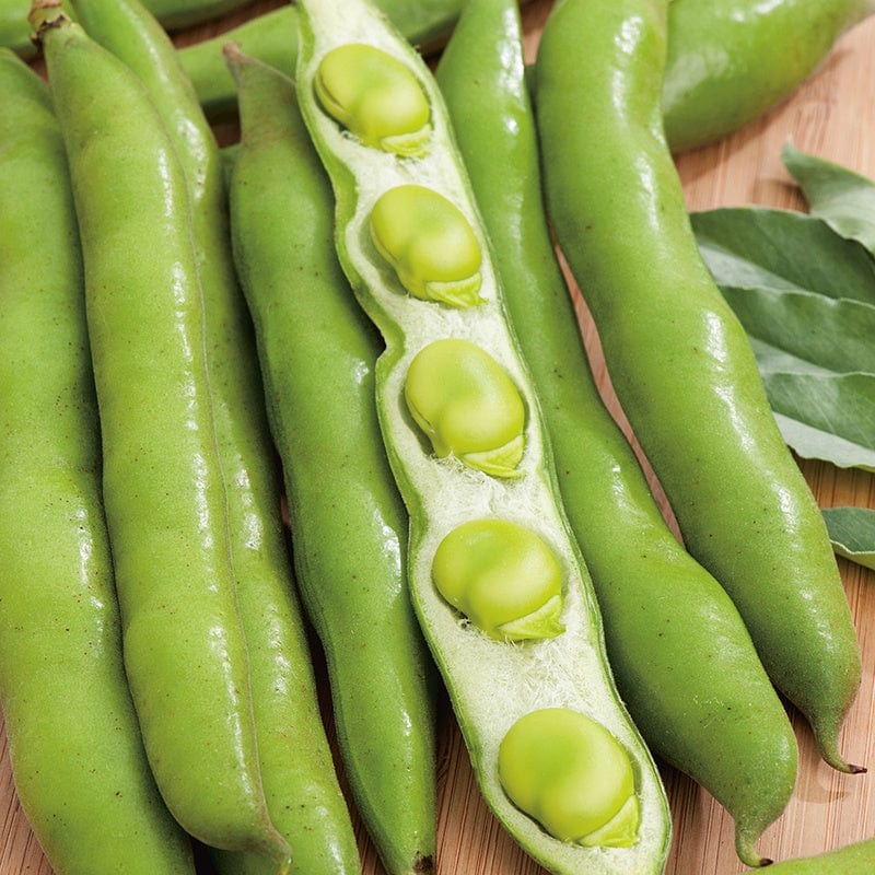 dt-brown VEGETABLE SEEDS Broad Bean Masterpiece Green Longpod AGM Seeds