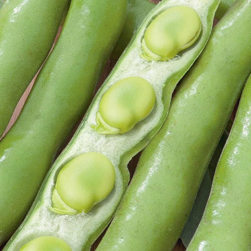 Broad Bean Masterpiece Green Longpod AGM Seeds From D. T. Brown