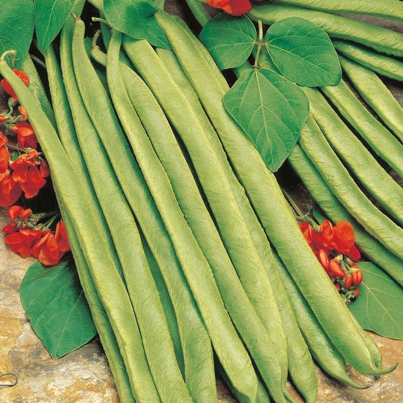 dt-brown VEGETABLE SEEDS Runner Bean (Red Flowered) Lady Di AGM Seeds