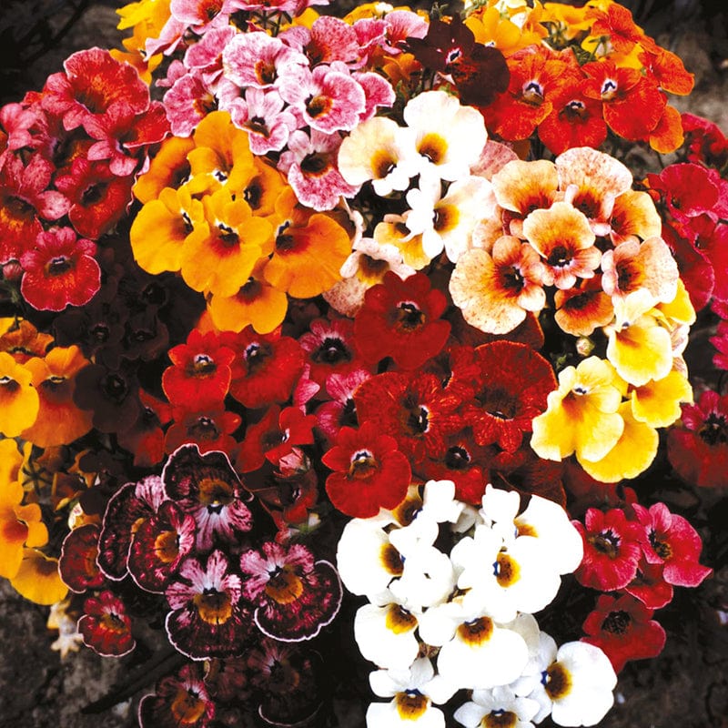 dt-brown FLOWER SEEDS Nemesia Blaze Of Glory Flower Seeds