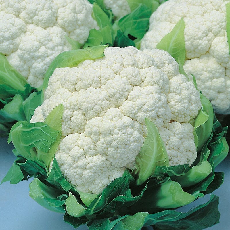 dt-brown VEGETABLE SEEDS Cauliflower Snow Crown F1 Seeds