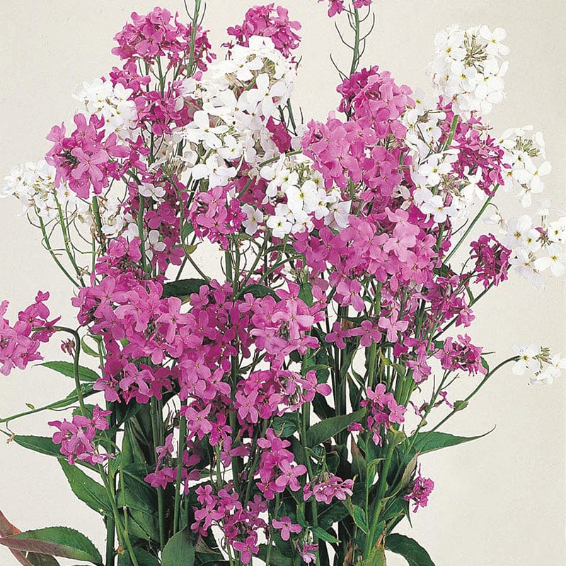 dt-brown FLOWER SEEDS Sweet Rocket Hesperis Mixed Flower Seeds