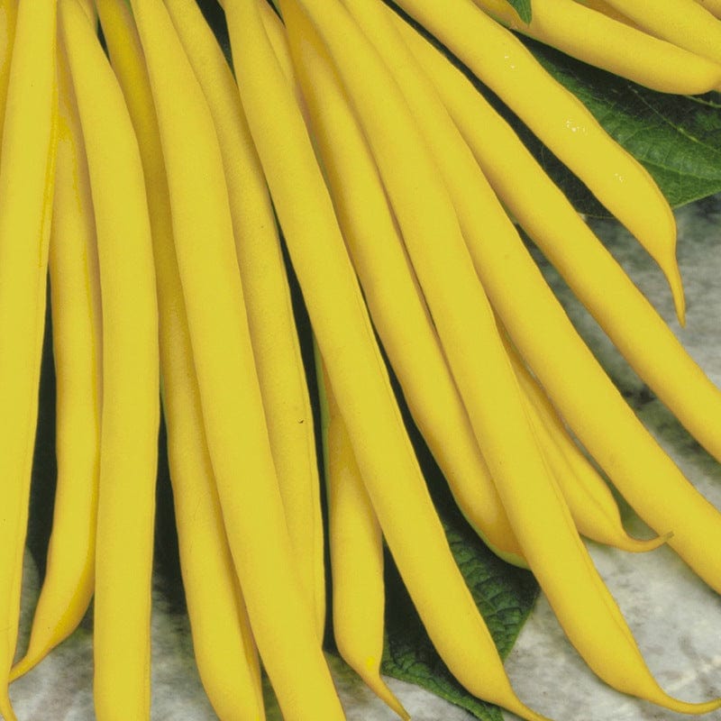 dt-brown VEGETABLE SEEDS French Bean (Dwarf) Sonesta AGM Seeds