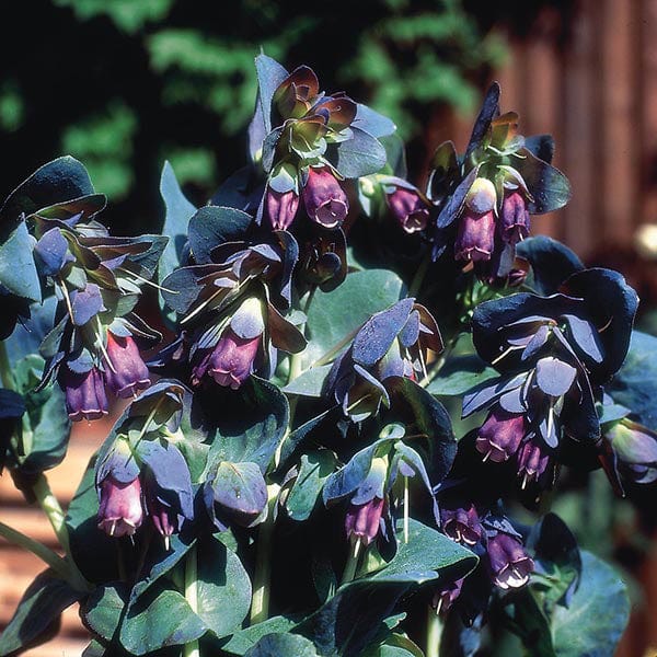 dt-brown FLOWER SEEDS Cerinthe major purpurascens Flower Seeds