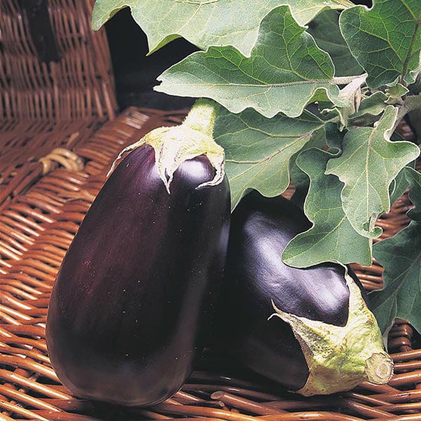 dt-brown VEGETABLE PLANTS Aubergine Moneymaker Vegetable Plants