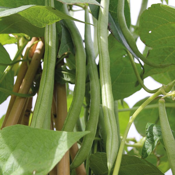 dt-brown VEGETABLE SEEDS Organic French Bean (Climbing) Cobra AGM Seeds