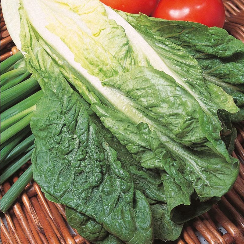 dt-brown VEGETABLE SEEDS Lettuce Lobjoits Green AGM Seeds