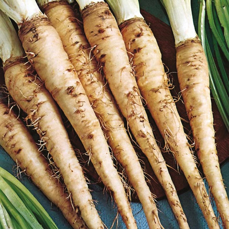 dt-brown VEGETABLE SEEDS Salsify Sandwich Island Seeds