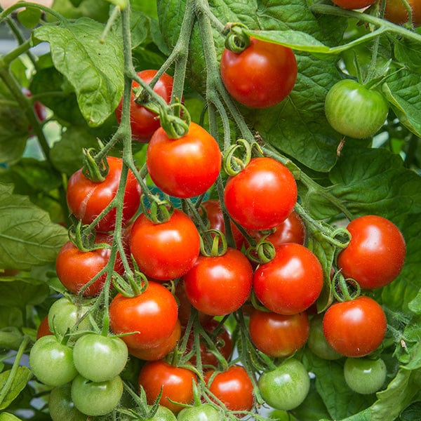 dt-brown VEGETABLE SEEDS Tomato Gardener's Delight Seeds