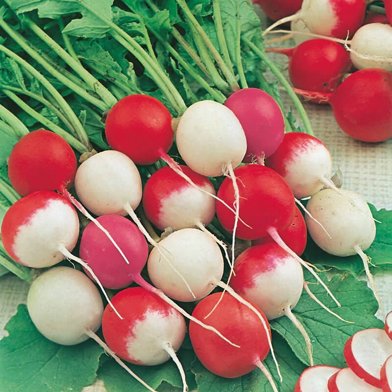 dt-brown VEGETABLE SEEDS Radish D.T. Brown's Summer Blend Seeds