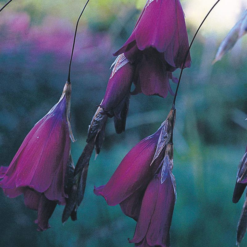 dt-brown FLOWER SEEDS Dierama Blackbird - Angels Fishing Rods Flower Seeds