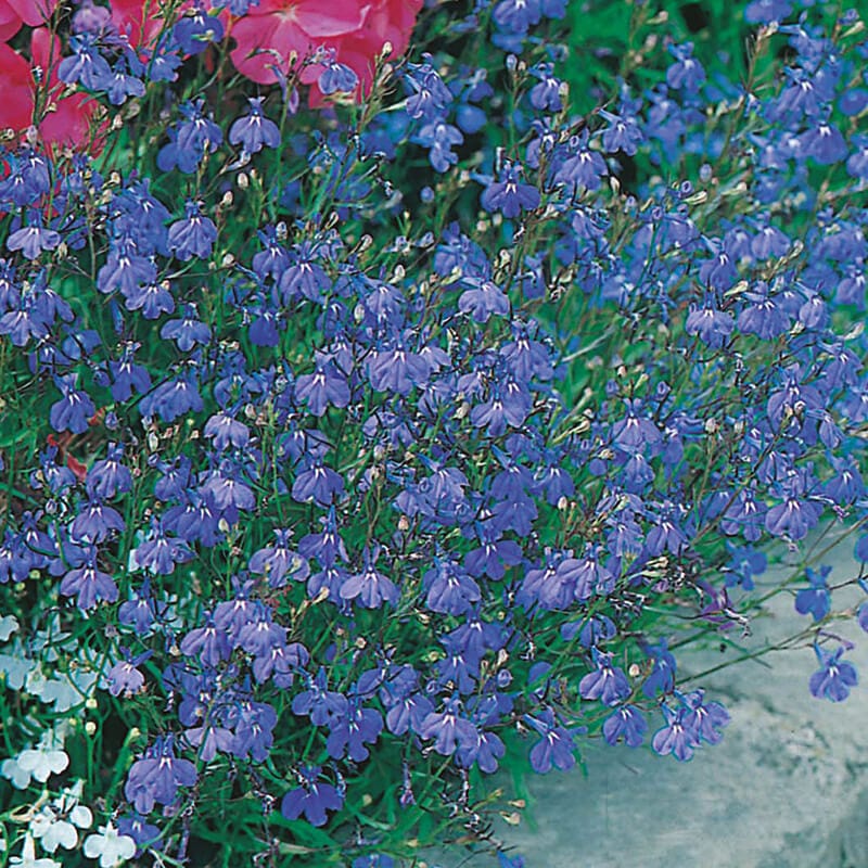 dt-brown FLOWER SEEDS Lobelia (Trailing) Sapphire Trailing Flower Seeds