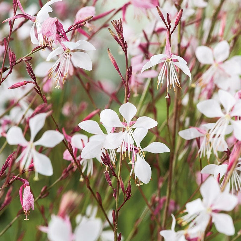 dt-brown FLOWER SEEDS Gaura The Bride AGM Flower Seeds