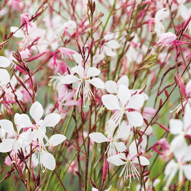 dt-brown FLOWER SEEDS Gaura The Bride AGM Flower Seeds