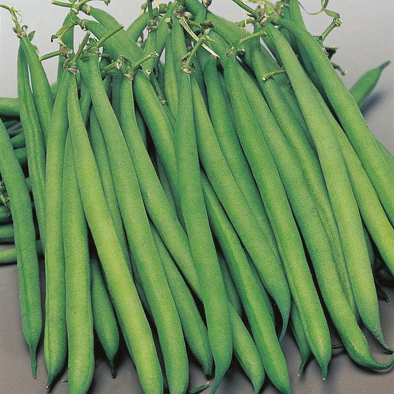 dt-brown VEGETABLE SEEDS French Bean (Dwarf) Safari AGM Seeds