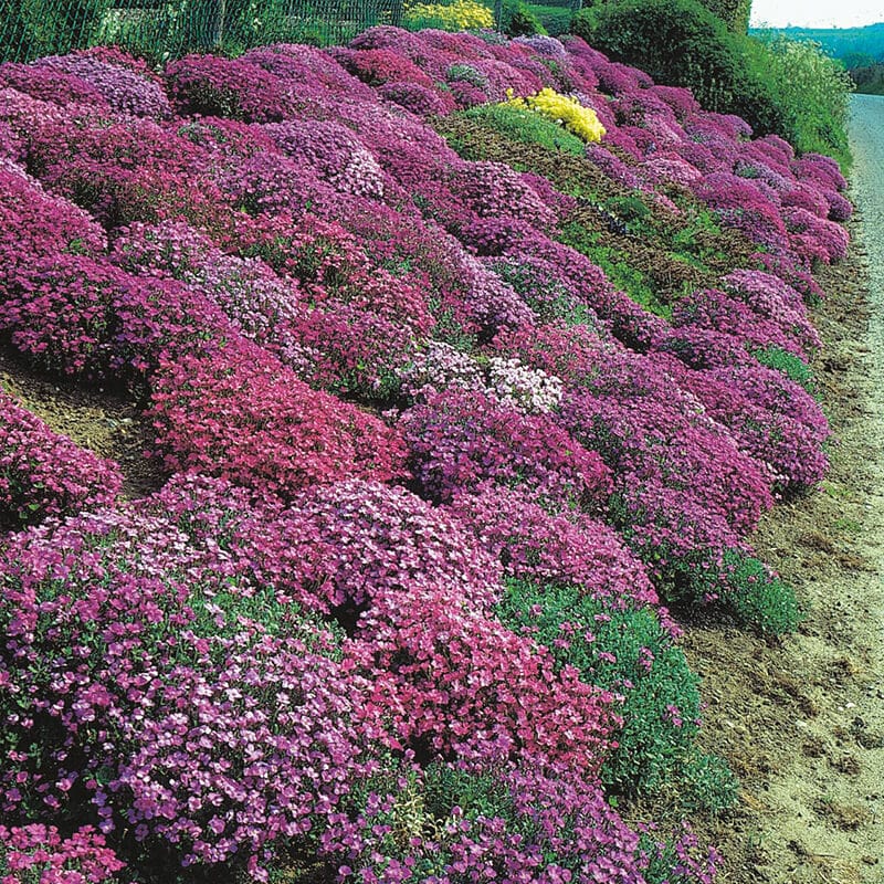 dt-brown FLOWER SEEDS Aubretia Cascade Hybrids Mixed Flower Seeds