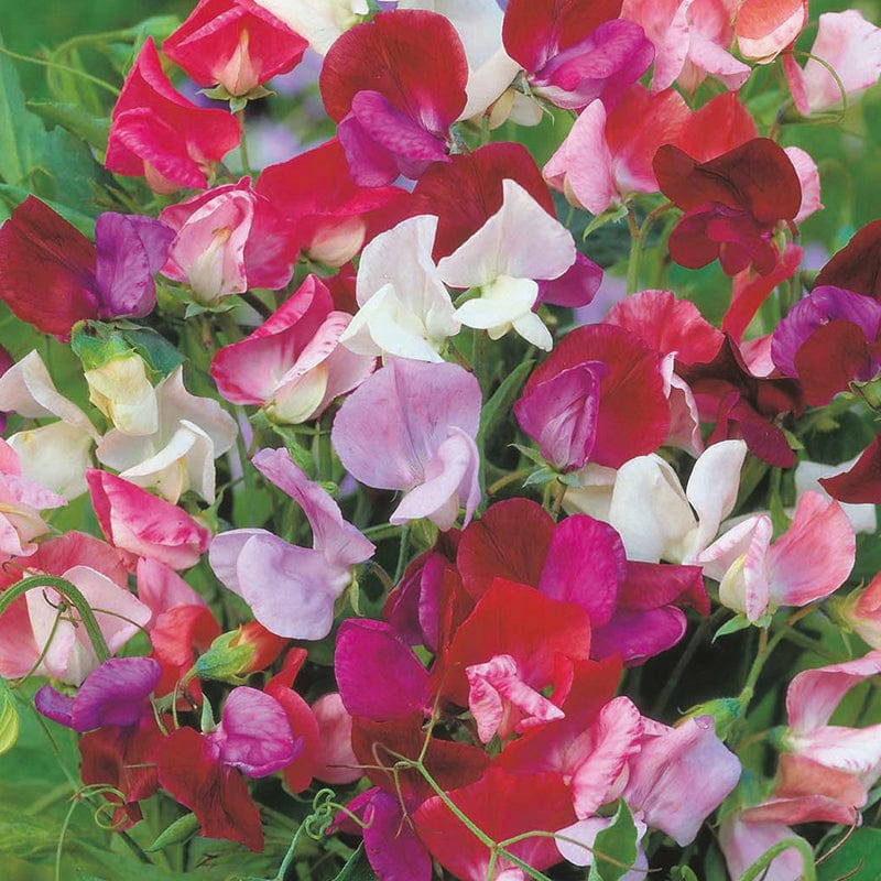 dt-brown FLOWER SEEDS Sweet Pea (Tall) Eckfords Mixture Flower Seeds