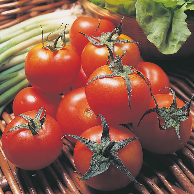 dt-brown VEGETABLE PLANTS 3 x 9cm Potted Plants (LATE) Tomato Moneymaker (Medium) Veg Plants