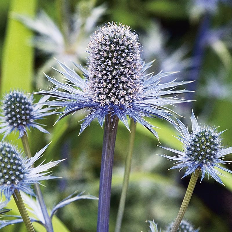 dt-brown FLOWER SEEDS Eryngium Alpinum Sea Holly Flower Seeds