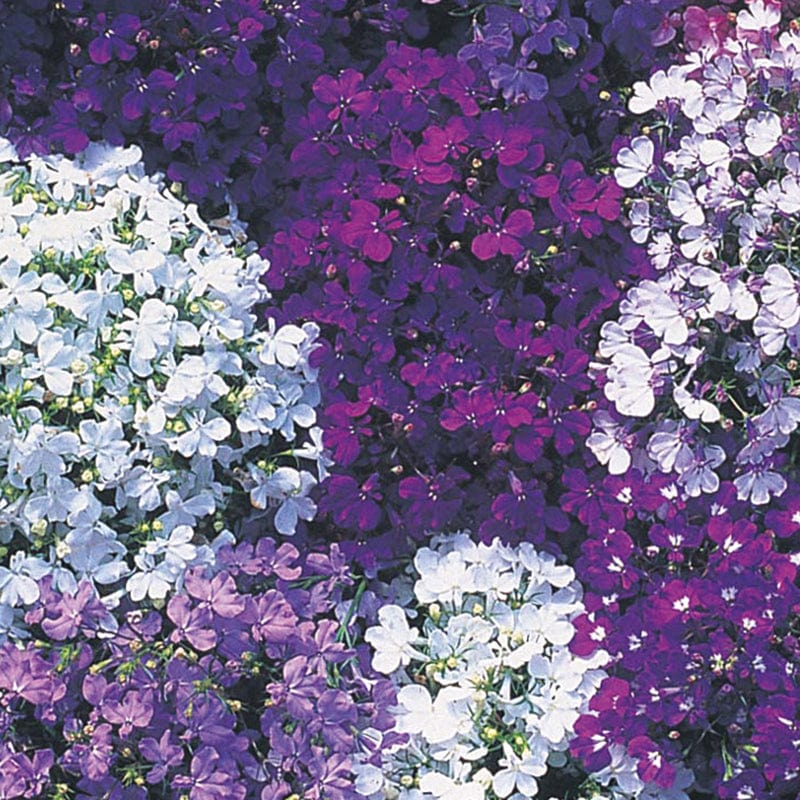 dt-brown FLOWER SEEDS Lobelia (Edging Variety) Riviera Mixed Flower Seeds