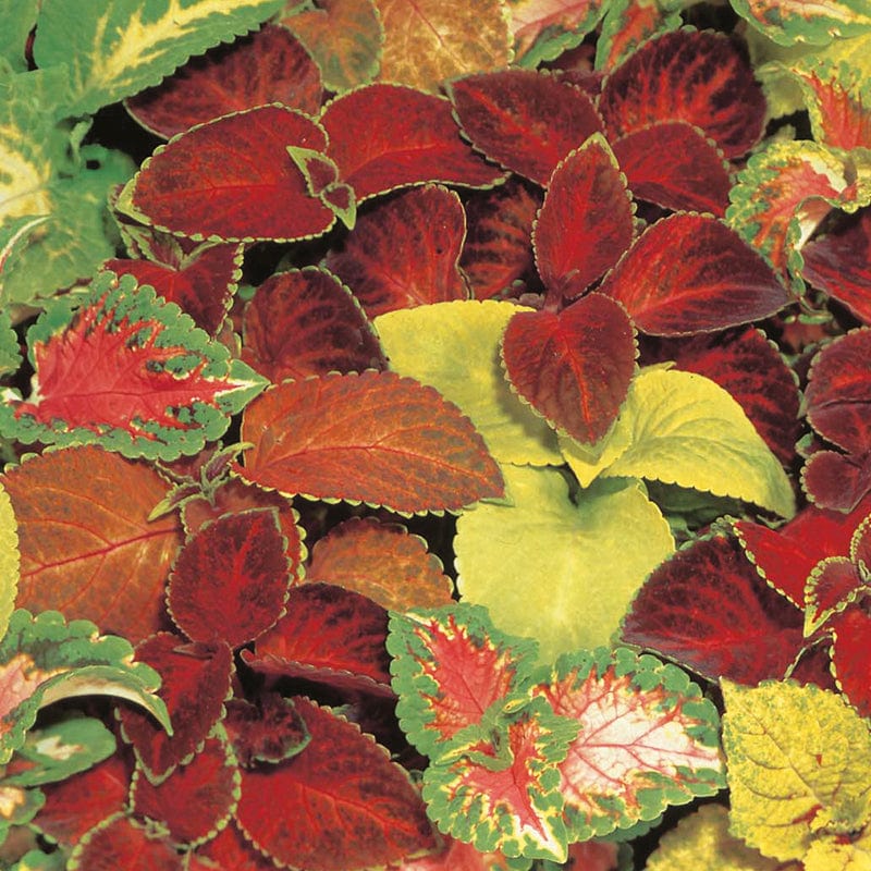 dt-brown FLOWER SEEDS Coleus Choice Hybrids Superb Mixed Flower Seeds