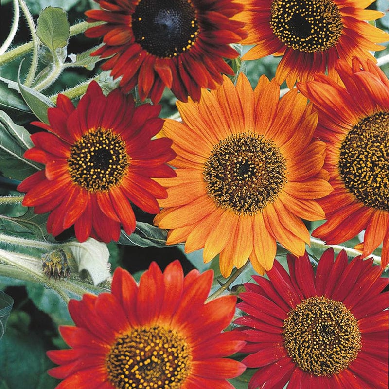 dt-brown FLOWER SEEDS Sunflower (Tall) Earthwalker Flower Seeds