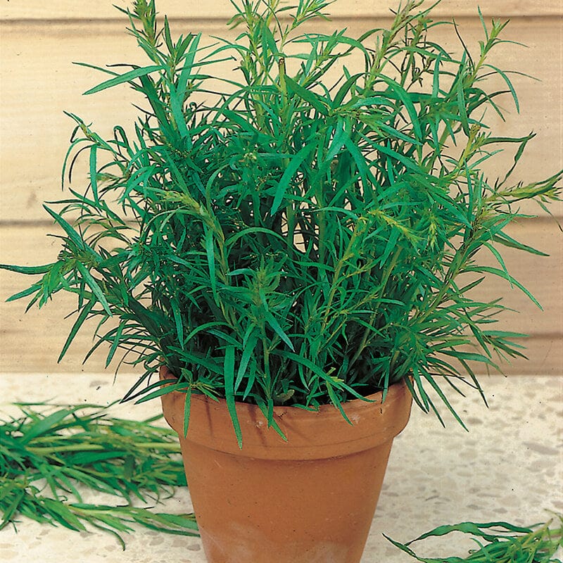 dt-brown VEGETABLE SEEDS Tarragon Russian Herb Seeds