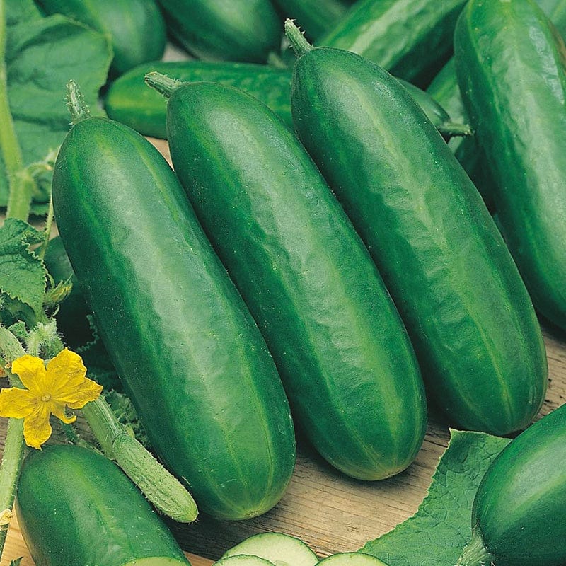 dt-brown VEGETABLE SEEDS Cucumber (Indoor) Socrates F1 AGM Seeds