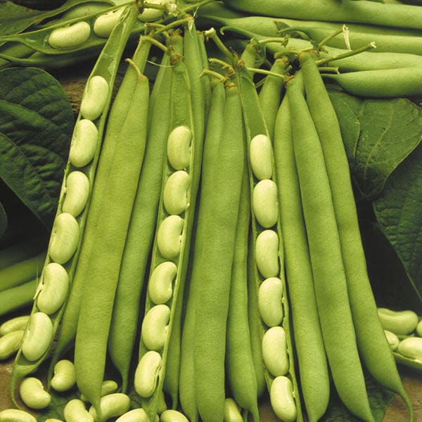 dt-brown VEGETABLE SEEDS Dwarf French Bean Flagrano (Flageolet) Veg Seeds