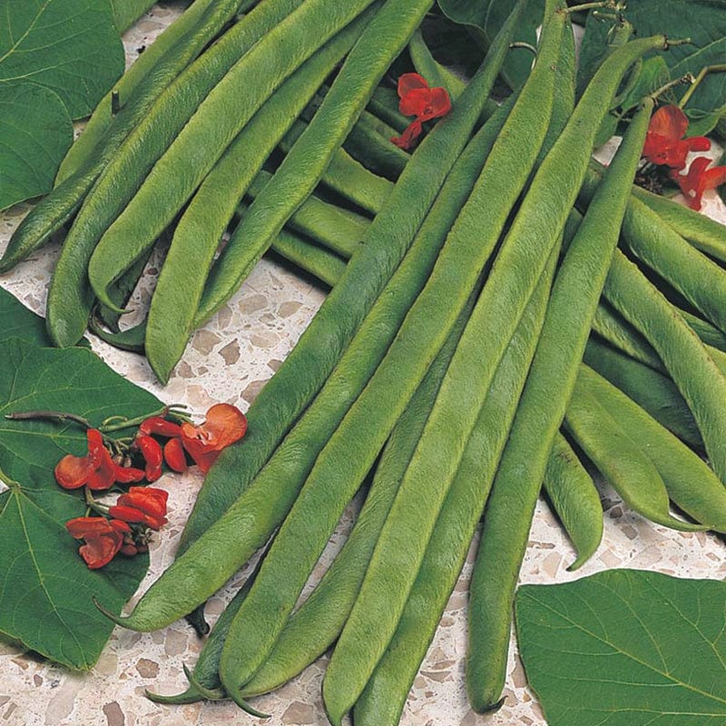 dt-brown VEGETABLE SEEDS Runner Bean (Red Flowered) Armstrong Seeds