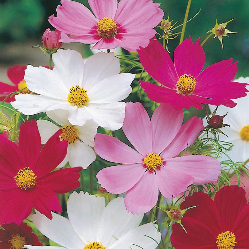 dt-brown FLOWER SEEDS Cosmos Sensation Mixed Flower Seeds