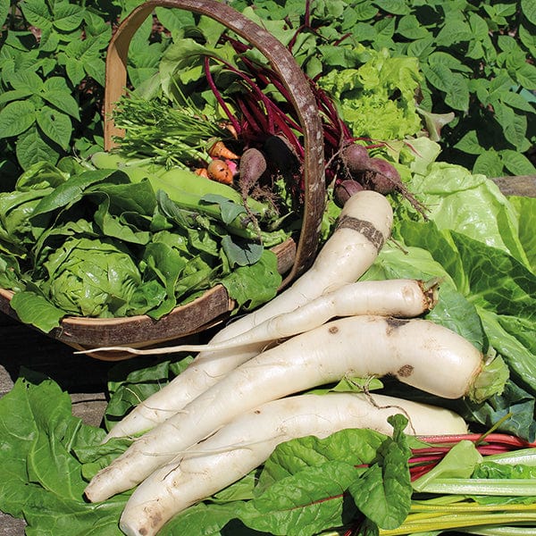 dt-brown VEGETABLE SEEDS Radish (Winter) April Cross F1 Seeds