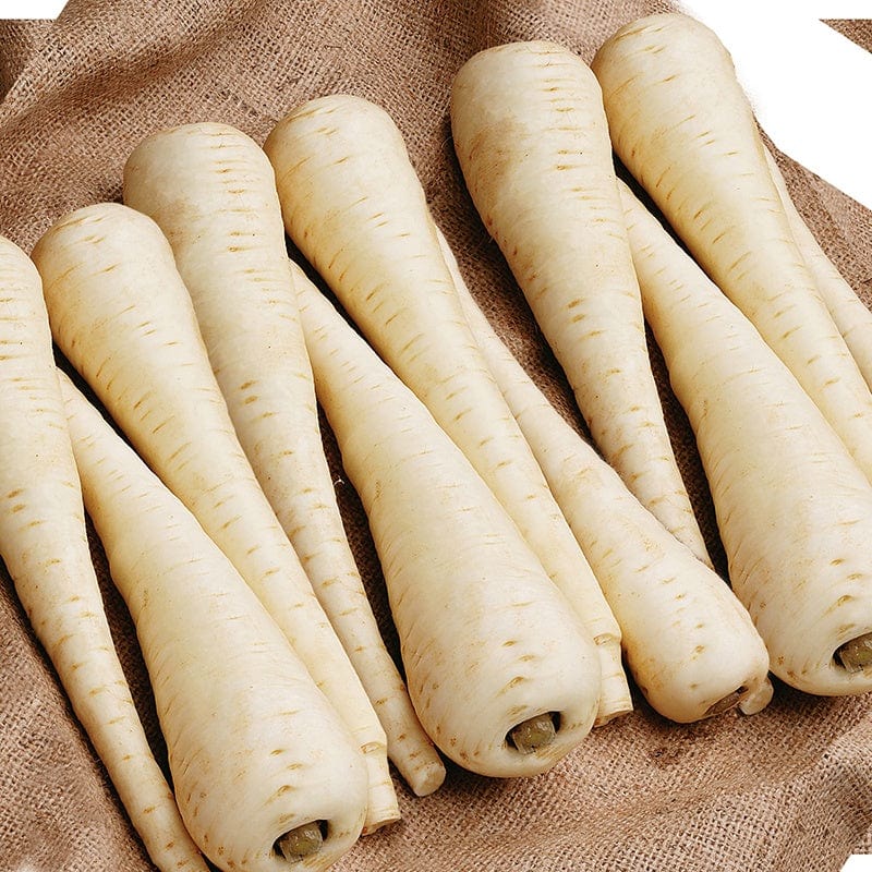 dt-brown VEGETABLE SEEDS Parsnip Javelin F1 AGM Seeds