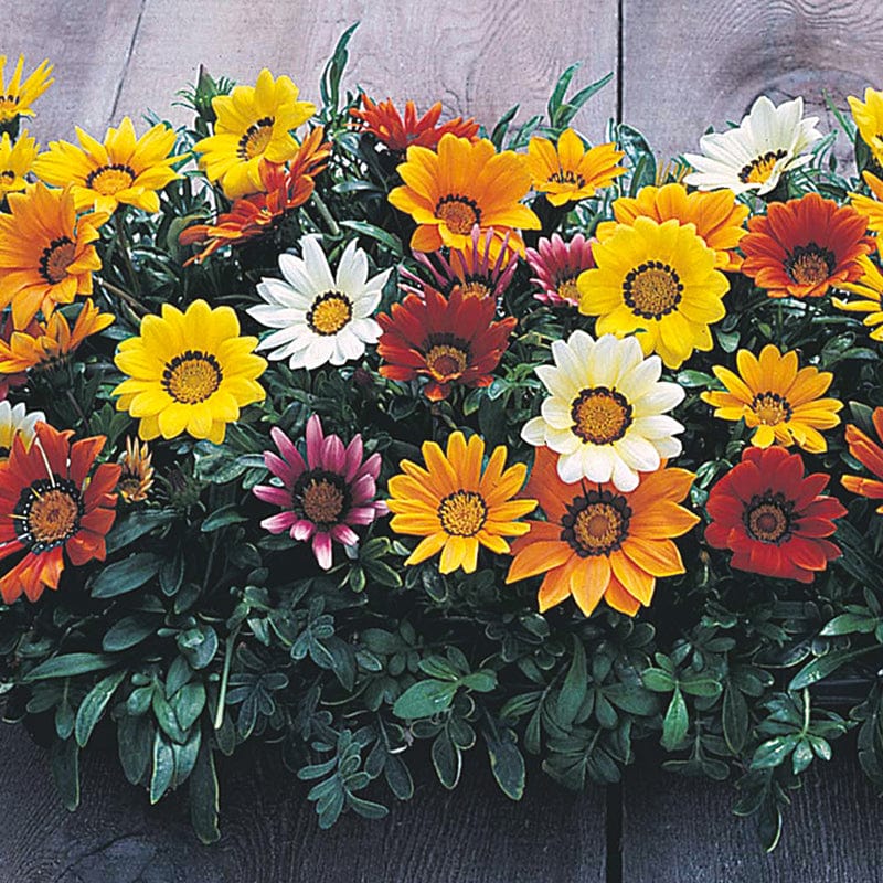 dt-brown FLOWER SEEDS Gazania New Day Mix F1 Flower Seeds