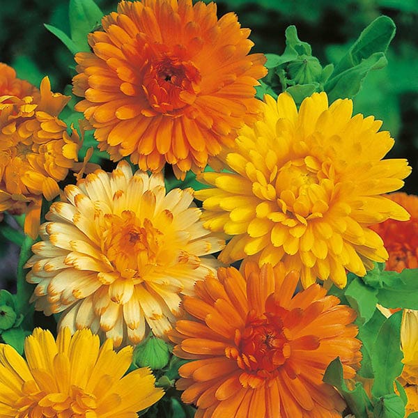 dt-brown FLOWER SEEDS Calendula Art Shades Flower Seeds