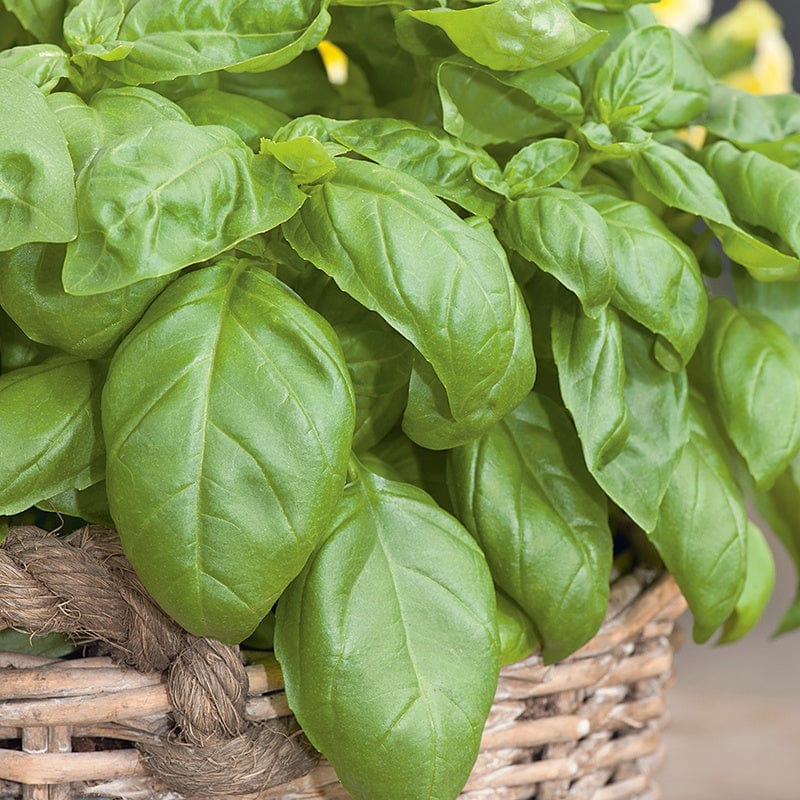 dt-brown VEGETABLE SEEDS Sweet Basil Herb Seeds