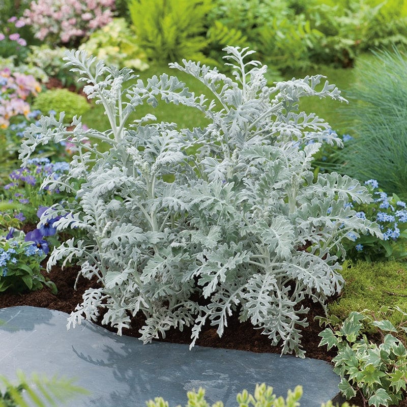 dt-brown FLOWER SEEDS Cineraria Silverdust AGM Flower Seeds