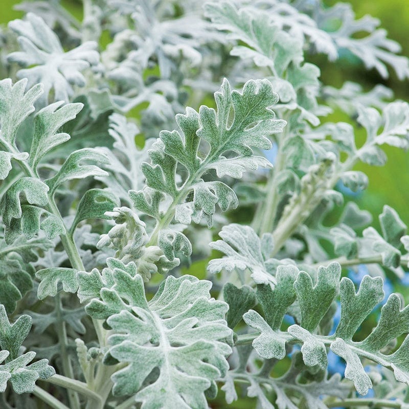 dt-brown FLOWER SEEDS Cineraria Silverdust AGM Flower Seeds