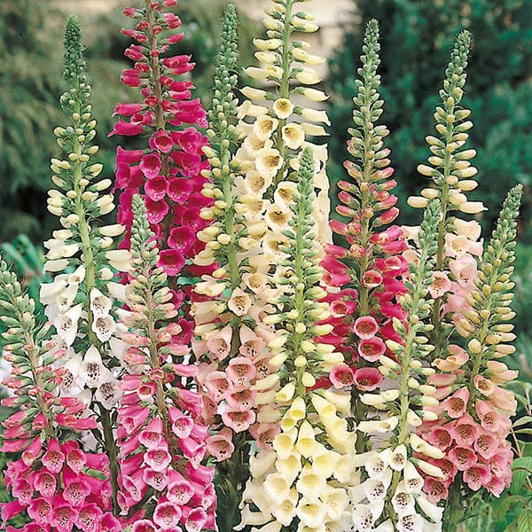 dt-brown FLOWER SEEDS Foxglove Excelsior Mixed Flower Seeds